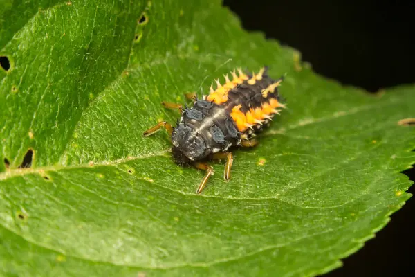 stock image ladybug larva, Coccinellidae, on a green leaf, macro