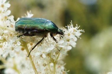 Meadowsweet bitkisinin çiçeğindeki gül böceği