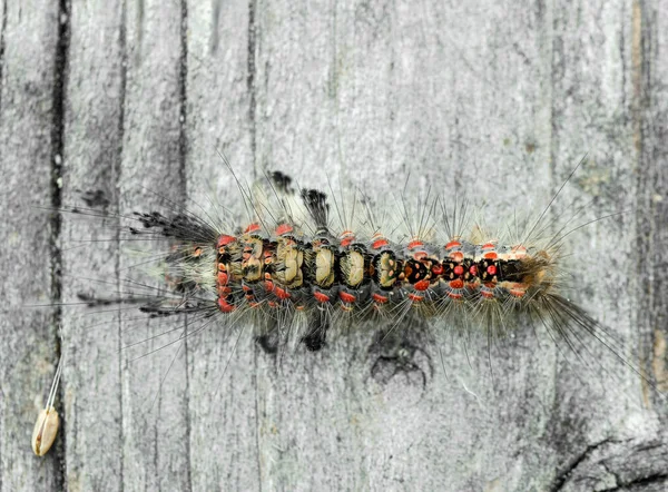 Caterpillar Sloe Brush Moth — стоковое фото