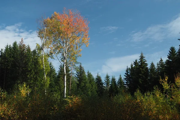 Önplanda Sonbahar Renginde Titreyen Bir Kavak Ağacı Olan Ladin Ormanları — Stok fotoğraf