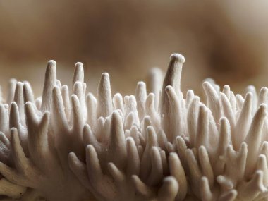 Mini minnacık solgun istiridye vücutları.