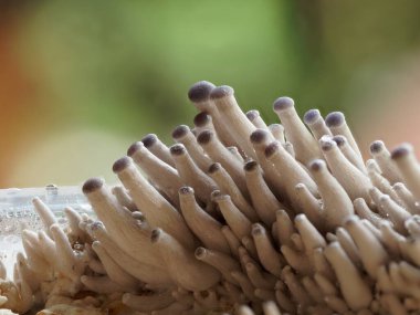 Mini minnacık solgun istiridye vücutları.