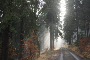 Orman yolu, güneş ışınları tarafından delinen sisli.,