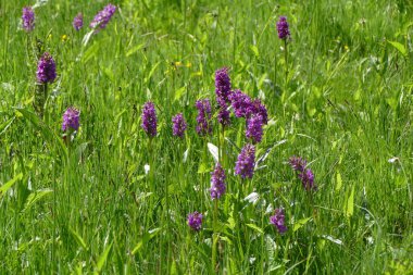 Geniş yapraklı orkide çiçekleri olan orkide çayırı