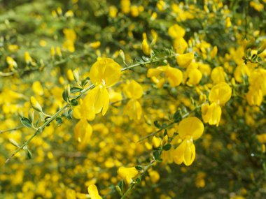 Yaygın bir süpürgenin çalılığından bir ayrıntı.