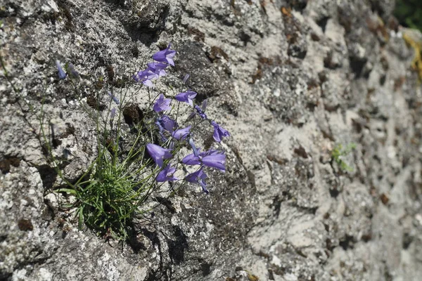 stock image Flowering plant of american harebell on a rock