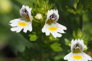  Eyebright 'ın çiçek açan bitkisi