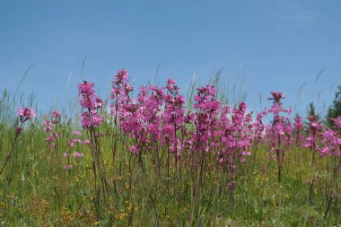 Çiçekli bir rock lychnis grubu.