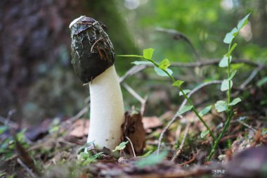 Meyve kokan sıradan bir vücut.