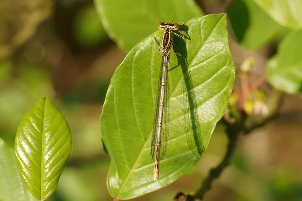 stock image Female blue featherleg on a leaf