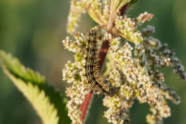 Caterpillar Του Μικρού Tortoiseshell Ένα Ανθοφόρο Τσουκνίδα — Φωτογραφία Αρχείου