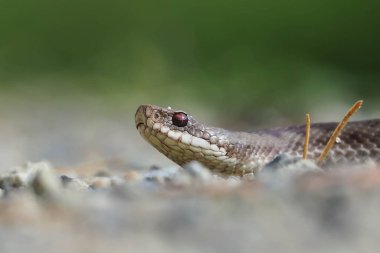Sonbahar yürüyüşü sırasında orman yolunda bir kadın engerek başı.