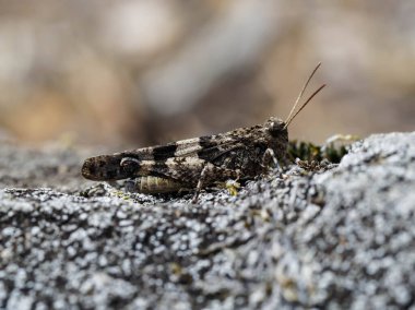 Mavi bant kanatlı çekirge, Oedipoda caerulescens