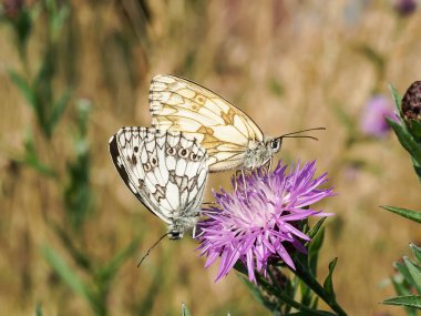 Schachbrettfalter bei der Paarung