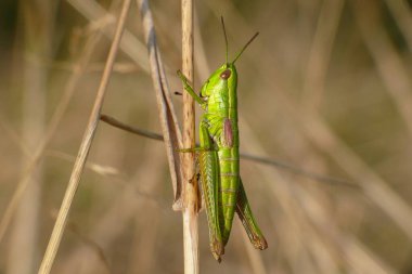 Weibchen der Kleinen Goldschrecke