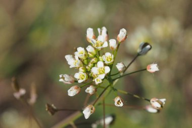 Gewoehnliches Hirtentschel (Capsella bursa-pastoris)