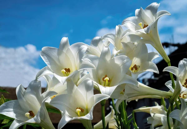 Close Easter Lily — Stock Photo, Image