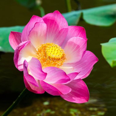 Lotus havuzda.
