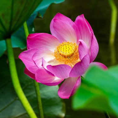Lotus havuzda.