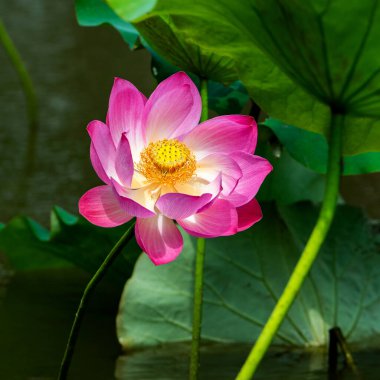 Lotus havuzda.