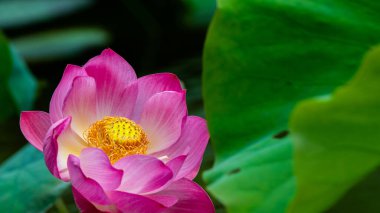 Lotus havuzda.