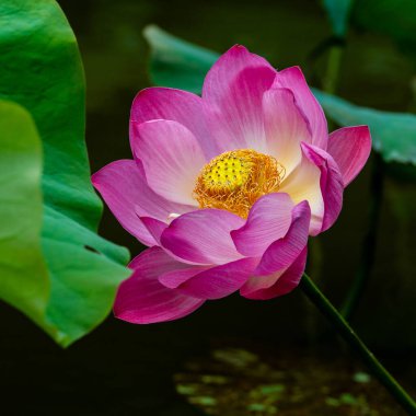 Lotus havuzda.