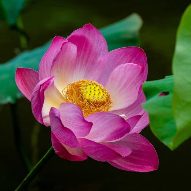 Lotus havuzda.