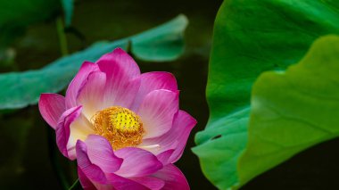 Lotus havuzda.