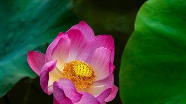Lotus havuzda.