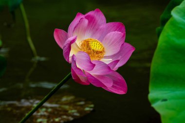 Lotus havuzda.