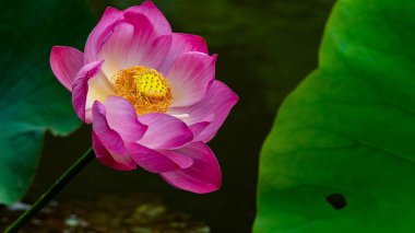 Lotus havuzda.
