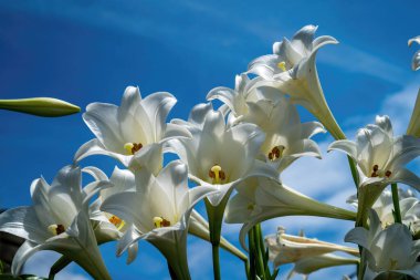 Lilium longiflorum, Paskalya Zambakları olarak bilinir..