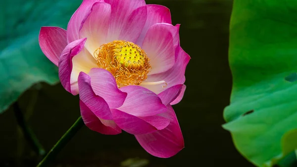 池中的莲花 — 图库照片