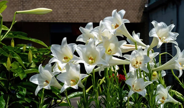 Lilium Longiflorum Známé Jako Velikonoční Lilie — Stock fotografie