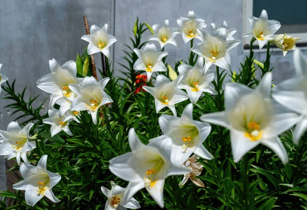 Lilium Longiflorum Known Easter Lilies — Stock Photo, Image