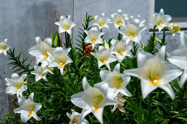 Lilium Longiflorum Known Easter Lilies — Stock Photo, Image
