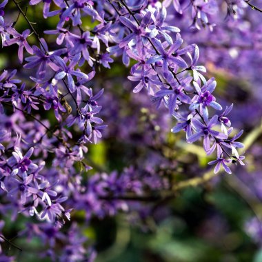Petrea volubilis ayrıca Mor Çelenk, Kraliçe Çelengi veya Zımpara Kağıt Sarmaşığı olarak da bilinir. Dolu güneşi tercih eden yemyeşil bir çiçek..