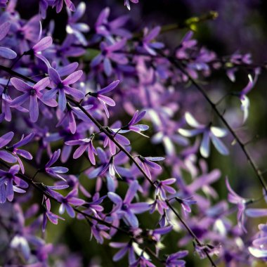 Petrea volubilis ayrıca Mor Çelenk, Kraliçe Çelengi veya Zımpara Kağıt Sarmaşığı olarak da bilinir. Dolu güneşi tercih eden yemyeşil bir çiçek..