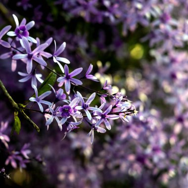 Petrea volubilis ayrıca Mor Çelenk, Kraliçe Çelengi veya Zımpara Kağıt Sarmaşığı olarak da bilinir. Dolu güneşi tercih eden yemyeşil bir çiçek..