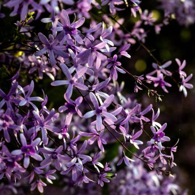 Petrea volubilis ayrıca Mor Çelenk, Kraliçe Çelengi veya Zımpara Kağıt Sarmaşığı olarak da bilinir. Dolu güneşi tercih eden yemyeşil bir çiçek..