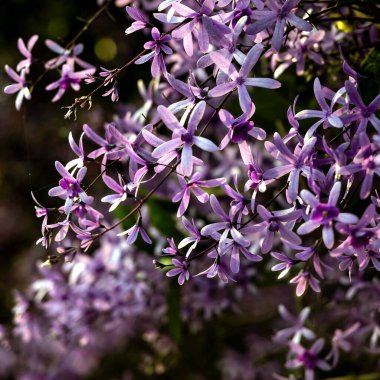 Petrea volubilis ayrıca Mor Çelenk, Kraliçe Çelengi veya Zımpara Kağıt Sarmaşığı olarak da bilinir. Dolu güneşi tercih eden yemyeşil bir çiçek..
