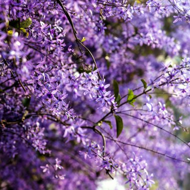 Petrea volubilis ayrıca Mor Çelenk, Kraliçe Çelengi veya Zımpara Kağıt Sarmaşığı olarak da bilinir. Dolu güneşi tercih eden yemyeşil bir çiçek..