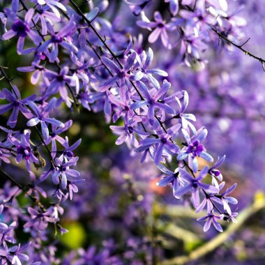 Petrea volubilis ayrıca Mor Çelenk, Kraliçe Çelengi veya Zımpara Kağıt Sarmaşığı olarak da bilinir. Dolu güneşi tercih eden yemyeşil bir çiçek..