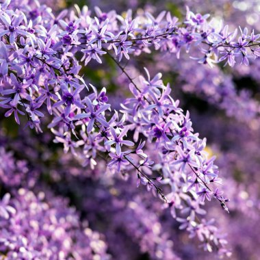 Petrea volubilis ayrıca Mor Çelenk, Kraliçe Çelengi veya Zımpara Kağıt Sarmaşığı olarak da bilinir. Dolu güneşi tercih eden yemyeşil bir çiçek..