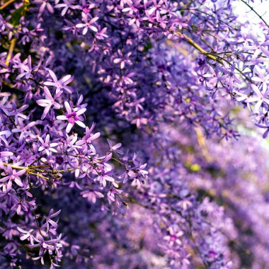 Petrea volubilis ayrıca Mor Çelenk, Kraliçe Çelengi veya Zımpara Kağıt Sarmaşığı olarak da bilinir. Dolu güneşi tercih eden yemyeşil bir çiçek..