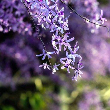 Petrea volubilis ayrıca Mor Çelenk, Kraliçe Çelengi veya Zımpara Kağıt Sarmaşığı olarak da bilinir. Dolu güneşi tercih eden yemyeşil bir çiçek..