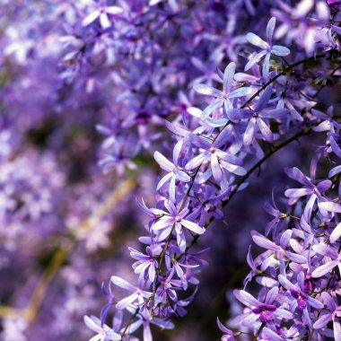 Petrea volubilis ayrıca Mor Çelenk, Kraliçe Çelengi veya Zımpara Kağıt Sarmaşığı olarak da bilinir. Dolu güneşi tercih eden yemyeşil bir çiçek..