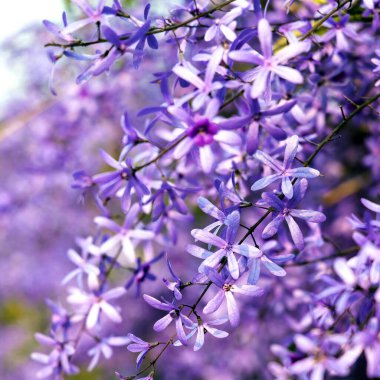 Petrea volubilis ayrıca Mor Çelenk, Kraliçe Çelengi veya Zımpara Kağıt Sarmaşığı olarak da bilinir. Dolu güneşi tercih eden yemyeşil bir çiçek..