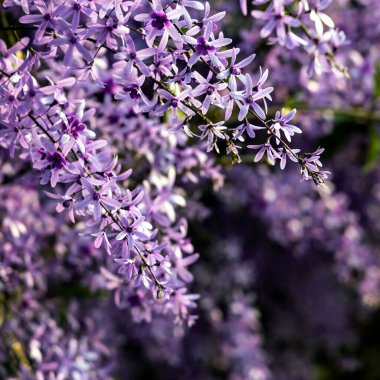 Petrea volubilis ayrıca Mor Çelenk, Kraliçe Çelengi veya Zımpara Kağıt Sarmaşığı olarak da bilinir. Dolu güneşi tercih eden yemyeşil bir çiçek..