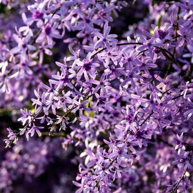 Petrea volubilis ayrıca Mor Çelenk, Kraliçe Çelengi veya Zımpara Kağıt Sarmaşığı olarak da bilinir. Dolu güneşi tercih eden yemyeşil bir çiçek..